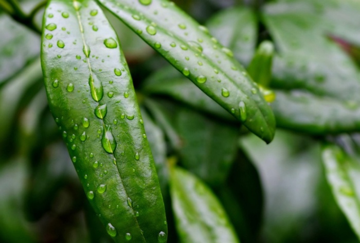 【萊沃醫(yī)療：知識(shí)分享】抓住雨水時(shí)節(jié)，養(yǎng)出春日好身體